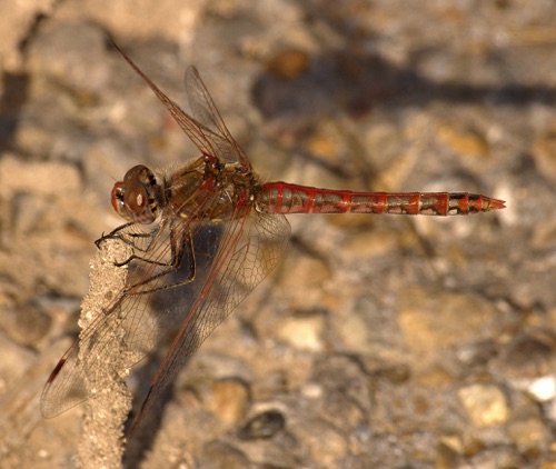 Male
2005_10_30_TX
